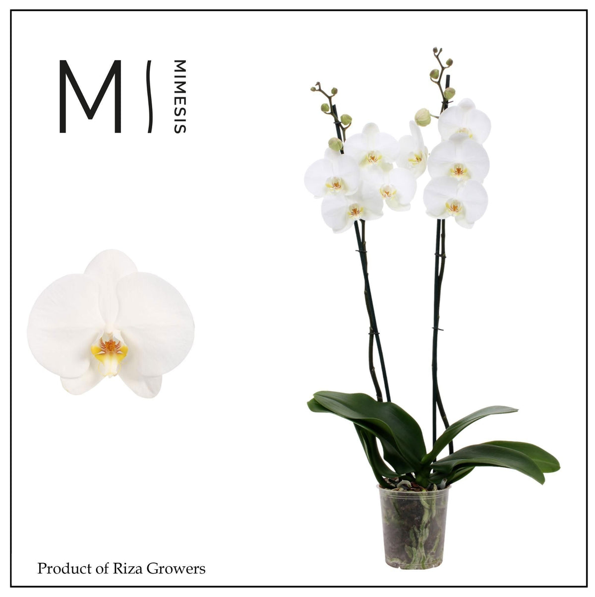 Phalaenopsis white 70cm 12cm Pot