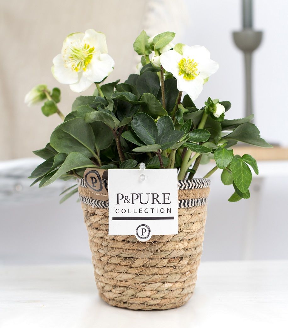 Helleborus niger Christmas Carol 30cm 12cm Pot