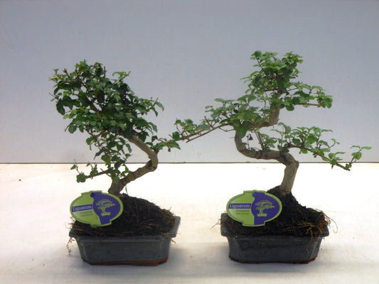 Bonsai Ligustrum 30cm 15cm Pot