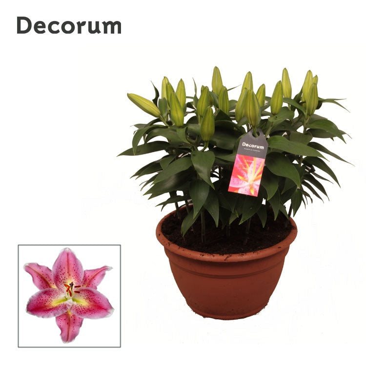 Schie Van Lilium Pink Pack of 1