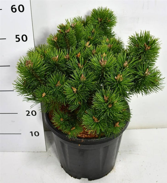 Pinus mugo Mumpitz 55cm 32cm Pot