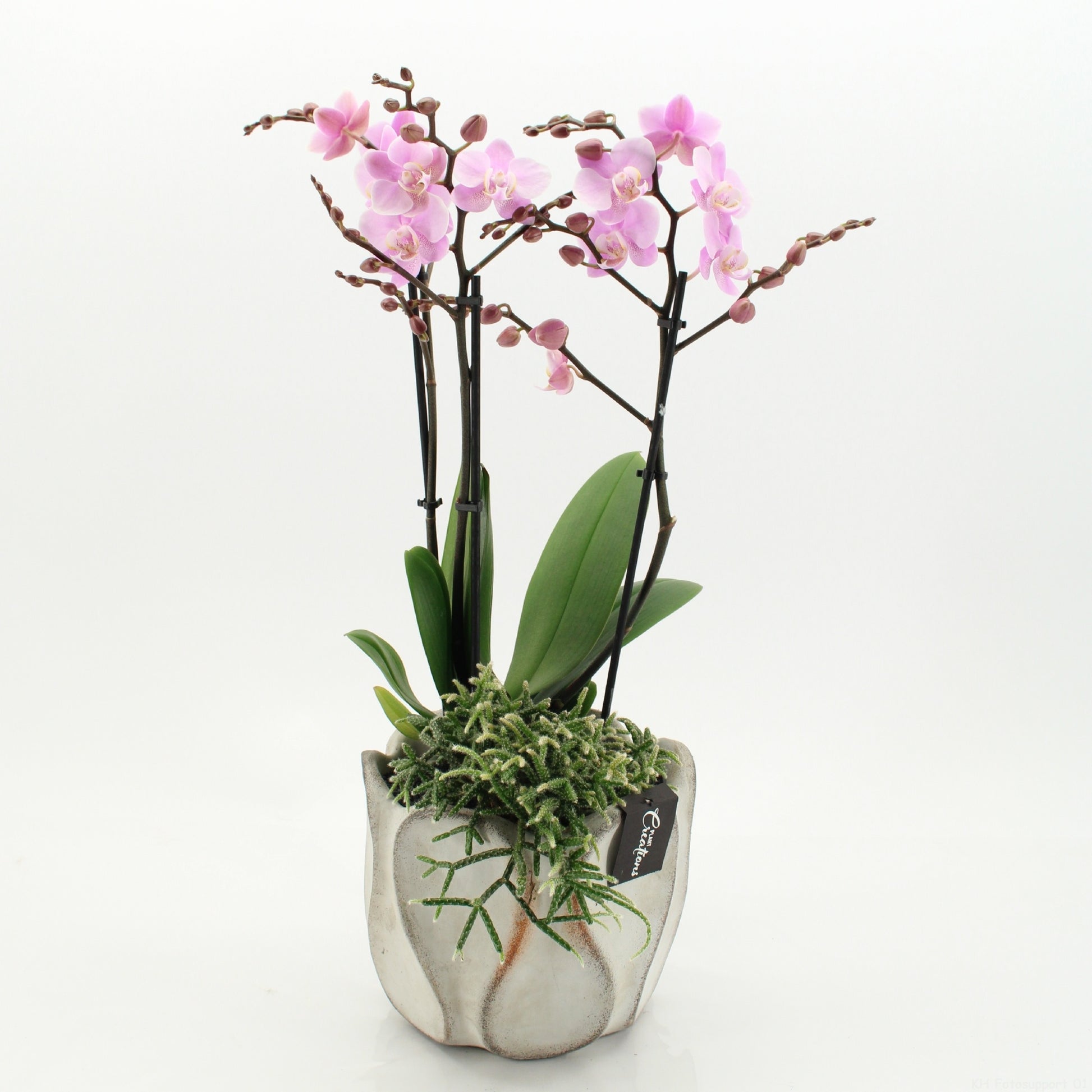 Phalaenopsis arrangement 55cm 20cm Pot