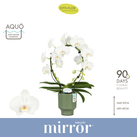 Phalaenopsis Mirror Miracle Aurora 50cm 12cm Pot