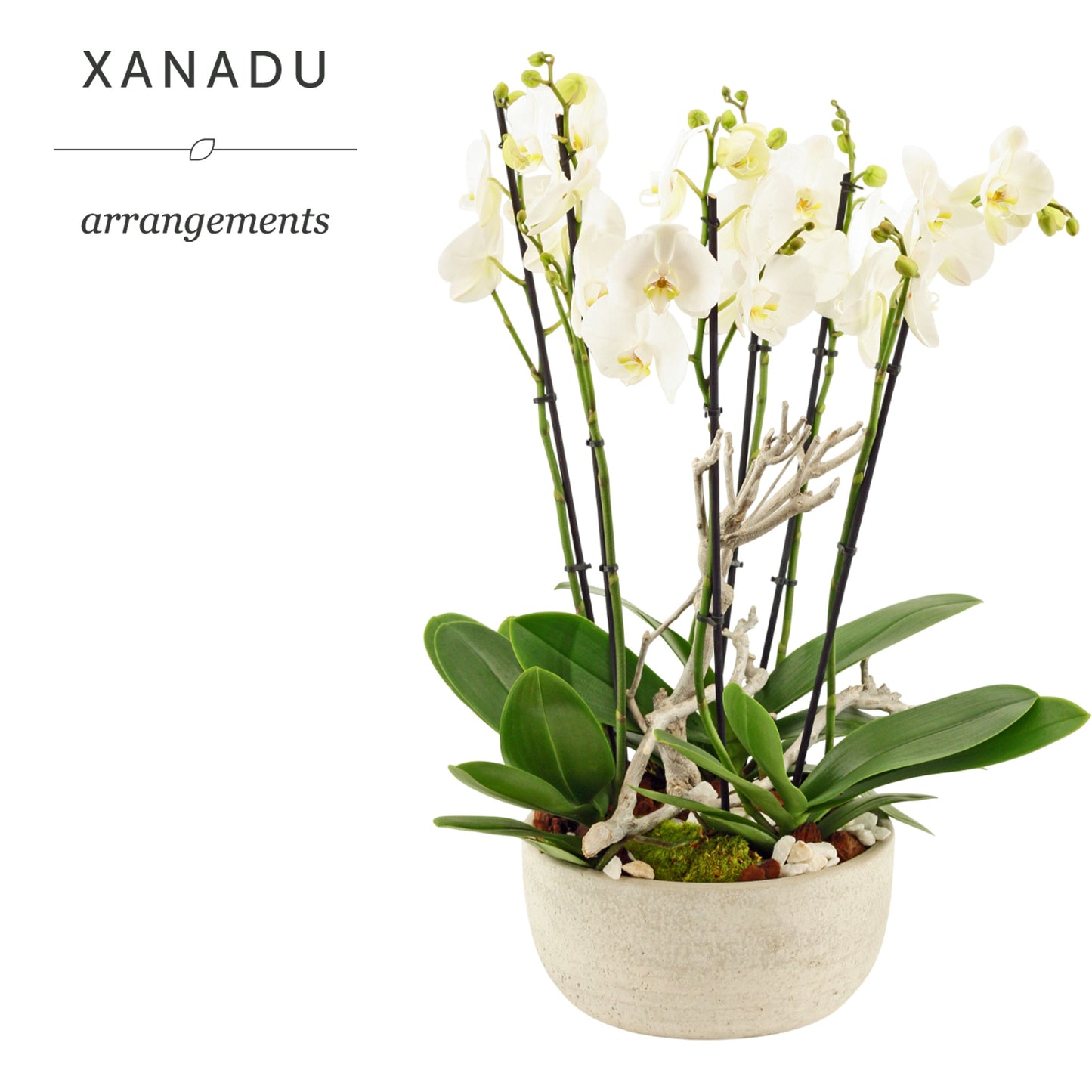 Xanadu Manilla 70cm 28cm Pot