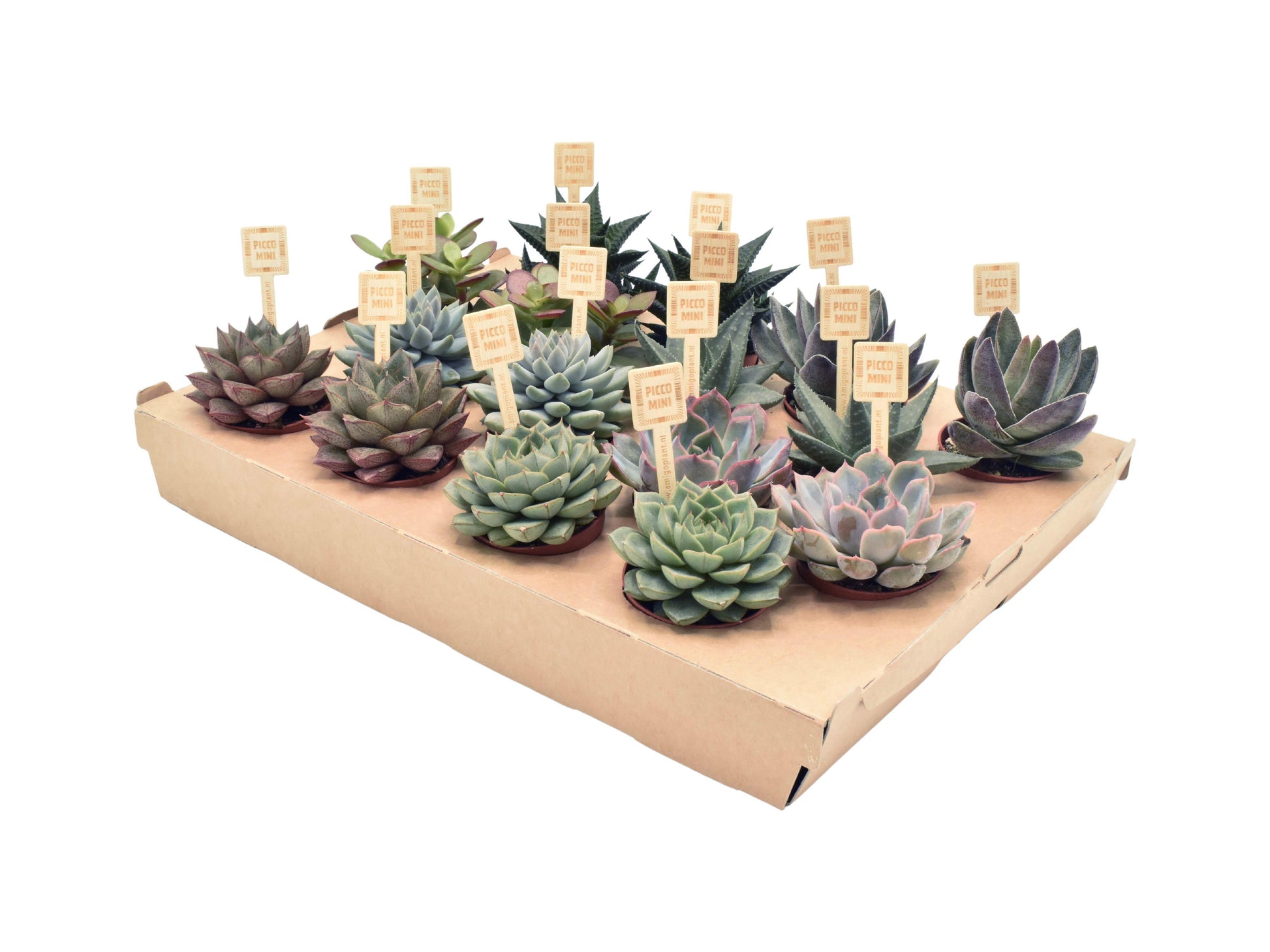 Succulent mix 8cm 6cm Pot