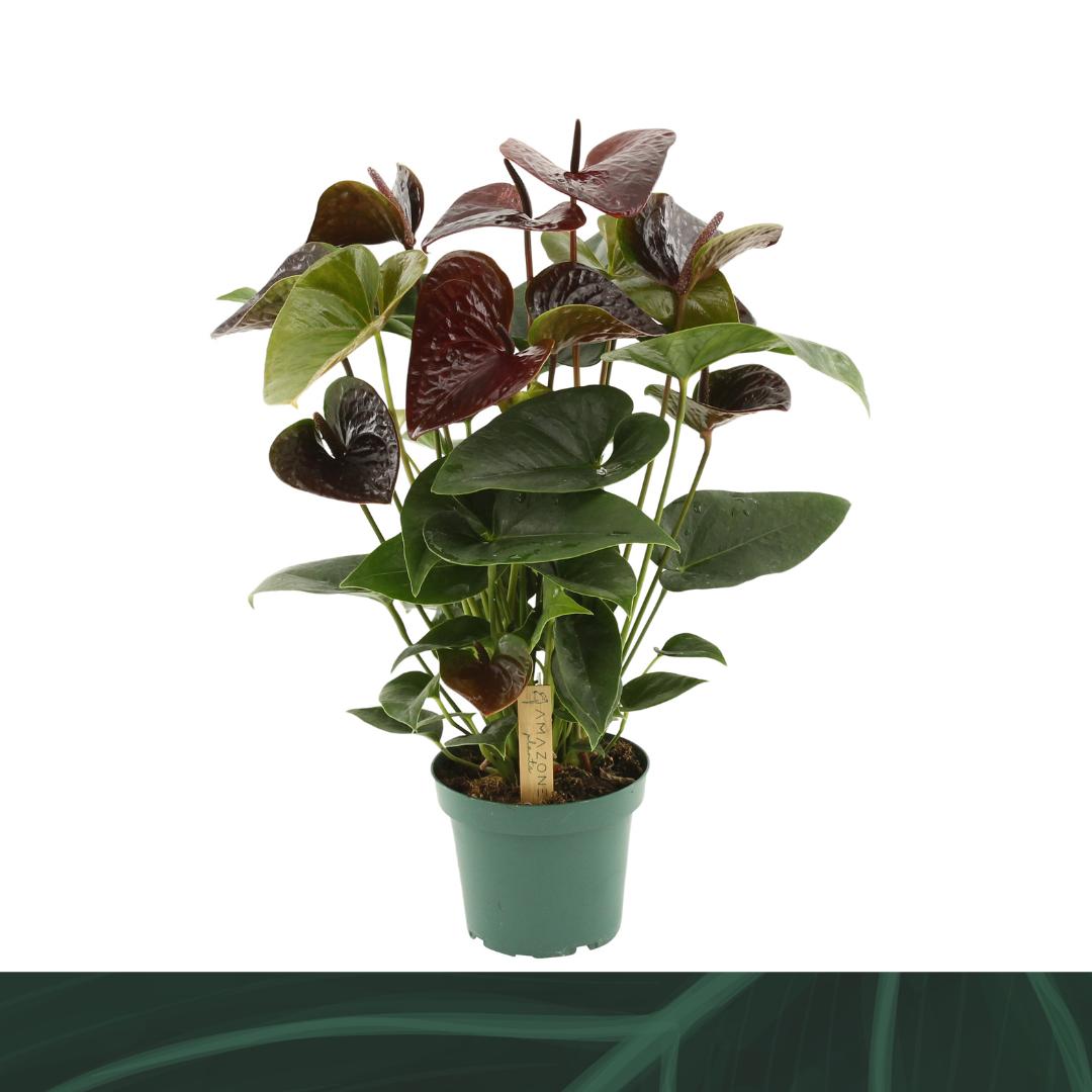 Amazoneplants BV Anthurium Essencia Pack of 7