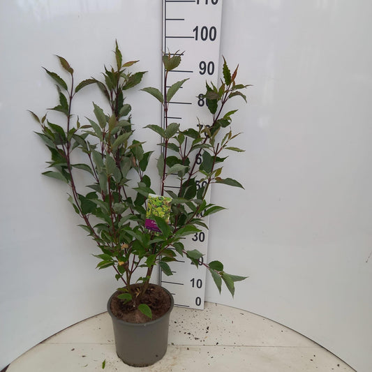 Cornus alba Kesselringii 85cm 23cm Pot