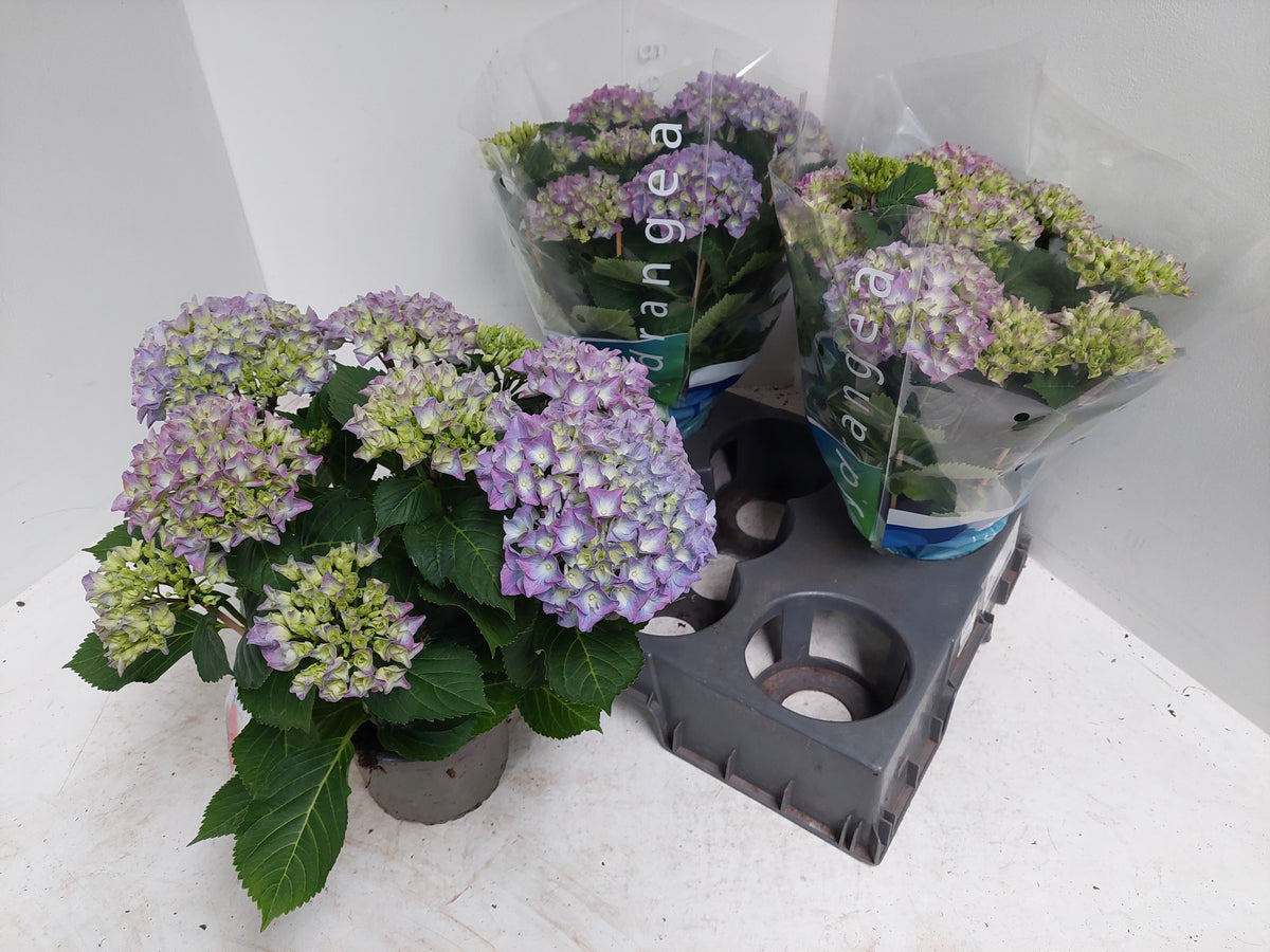 Hydrangea macr. Blauer Zwerg Blue 40cm 15cm Pot