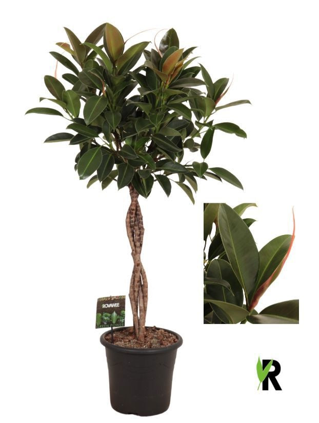 Ficus el. Melany 130cm 27cm Pot
