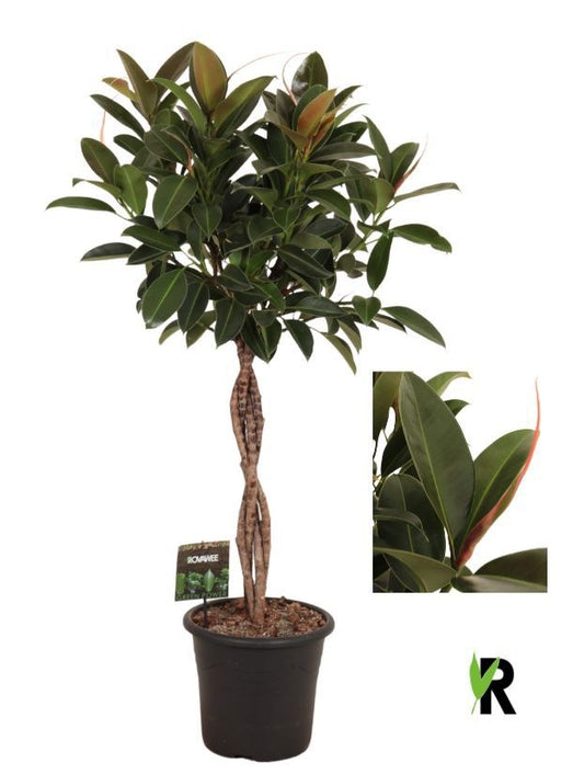 Ficus el. Melany 130cm 27cm Pot