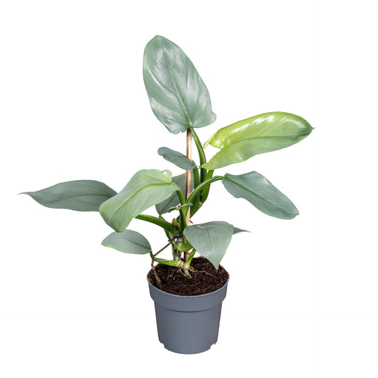 Philodendron Silver Queen 45cm 14cm Pot