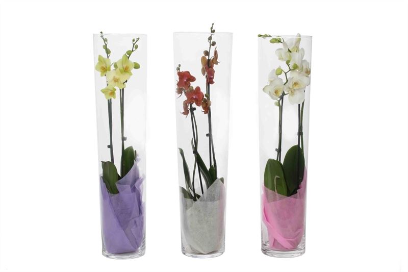 Phalaenopsis mix 55cm 12cm Pot