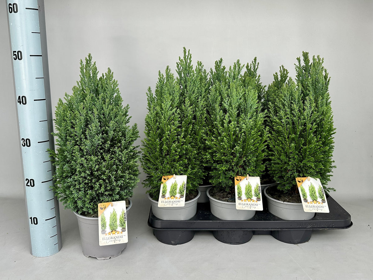 Chamaecyparis lawsoniana Ellgrandii 45cm 15cm Pot