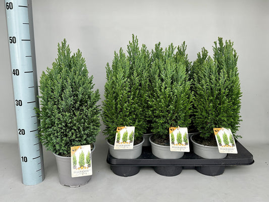 Chamaecyparis lawsoniana Ellgrandii 45cm 15cm Pot