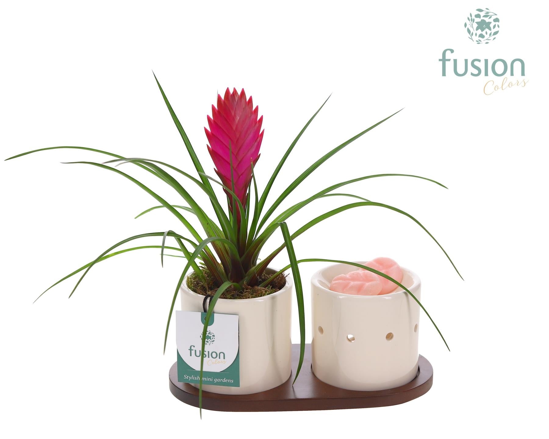 arr. Bromelia 25cm 20cm Pot