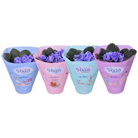Saintpaulia pale blue 20cm 12cm Pot