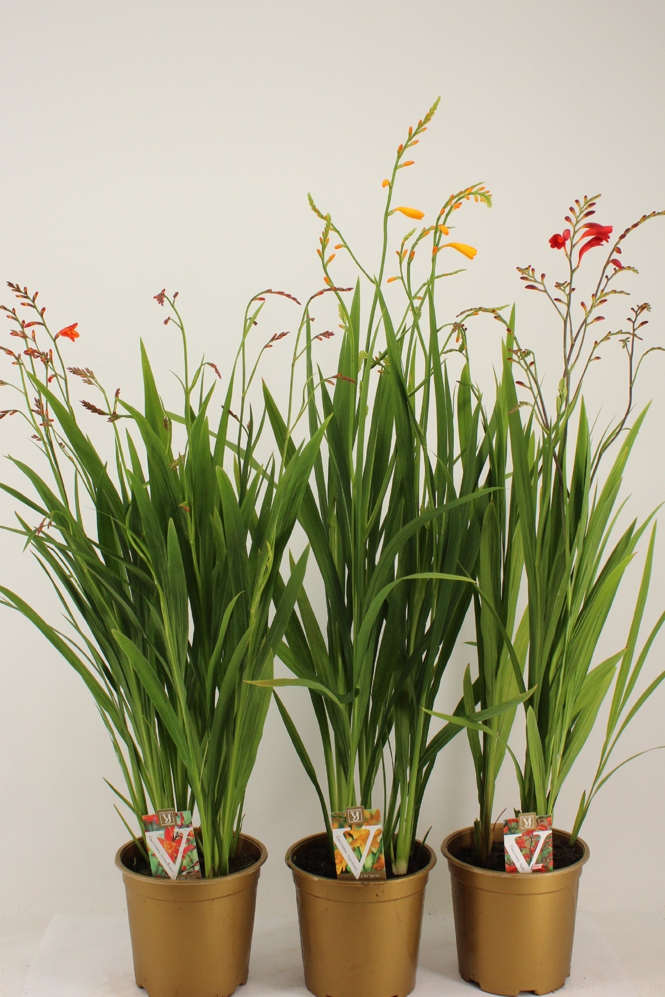 Crocosmia mix 90cm 19cm Pot