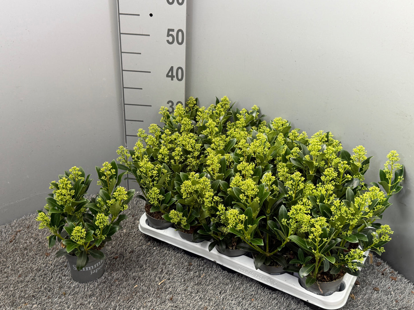 Skimmia japonica Yuki 30cm 510cm Pot