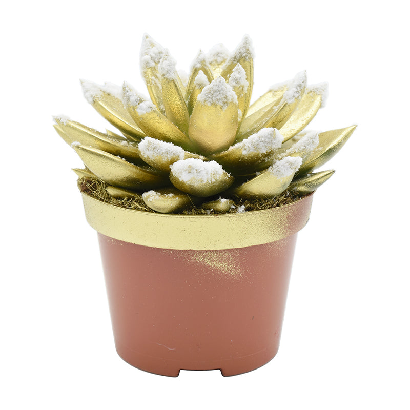 Echeveria Miranda 13cm 10.5cm Pot