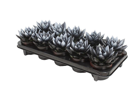 Echeveria Miranda white + glitter 13cm 510cm Pot