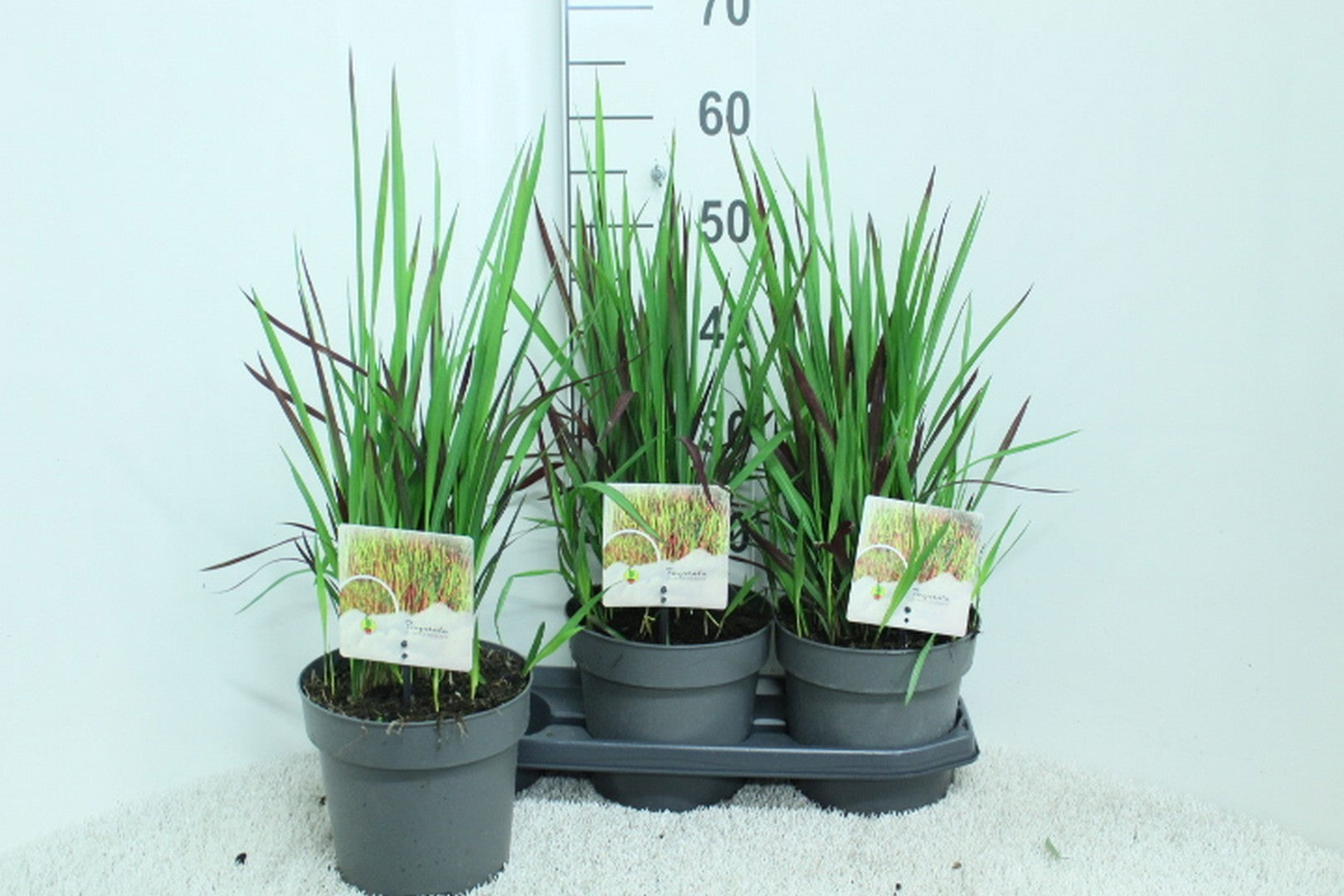 Imperata Red Baron 60cm 19cm Pot