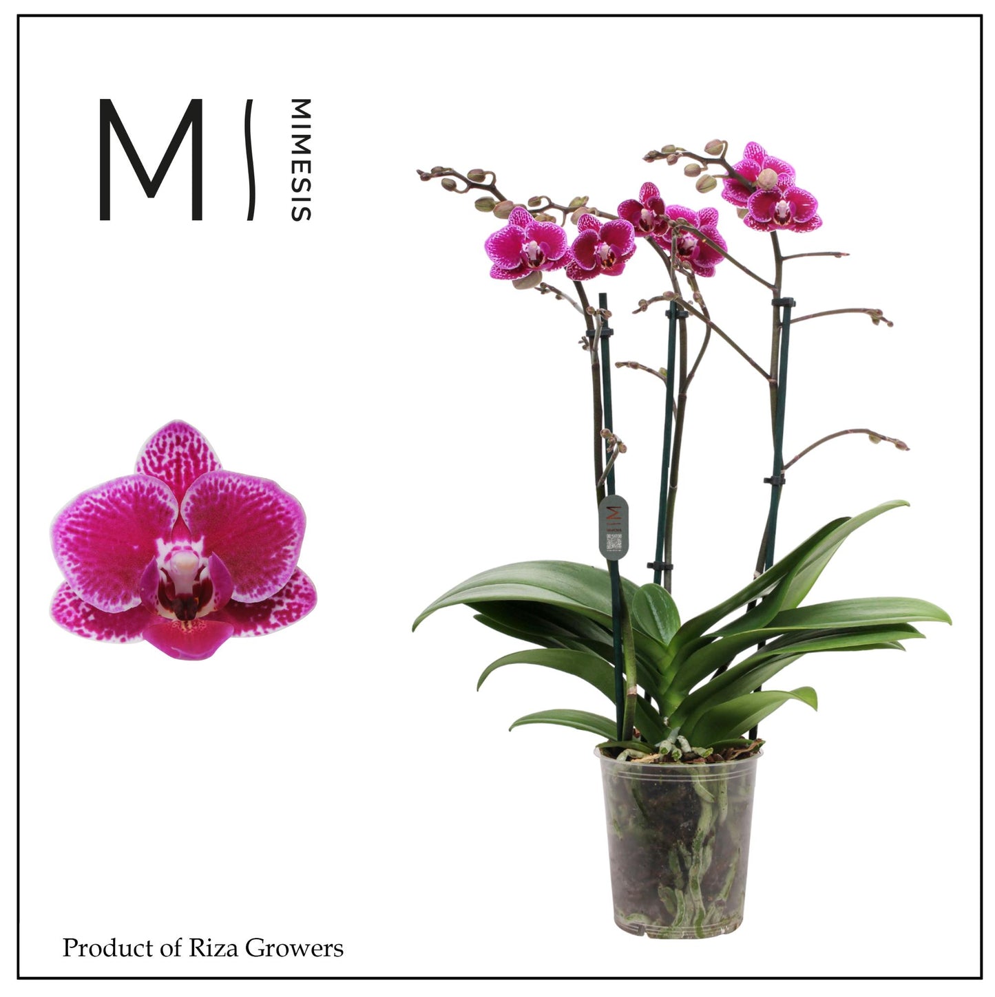 Phalaenopsis mf. Hornglin Vicky 50cm 12cm Pot