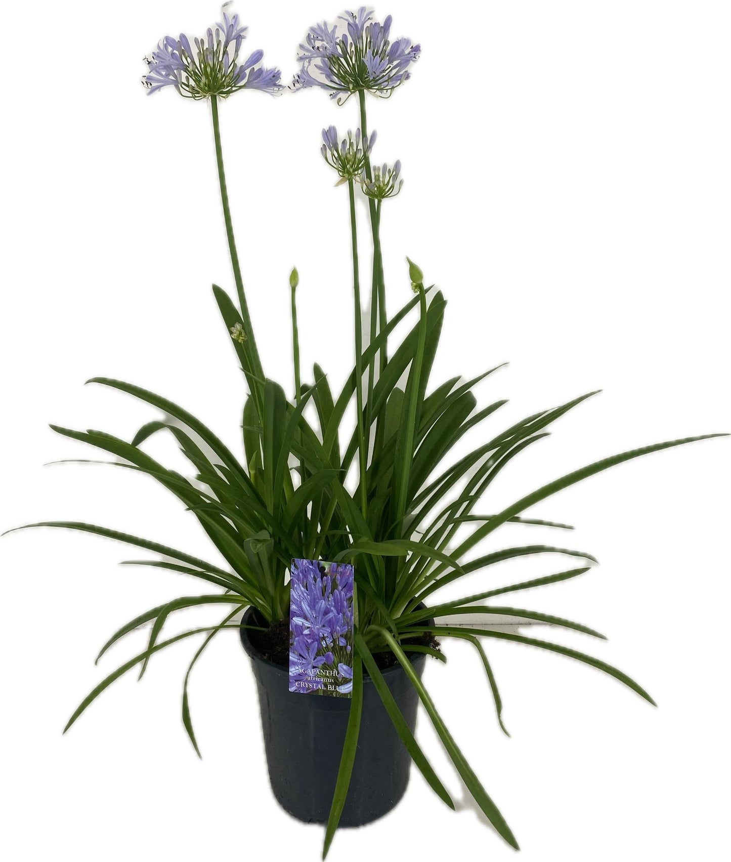 Agapanthus africanus 70cm 22cm Pot