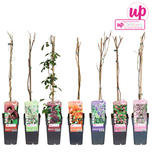 Climbers Mix 65cm 15cm Pot