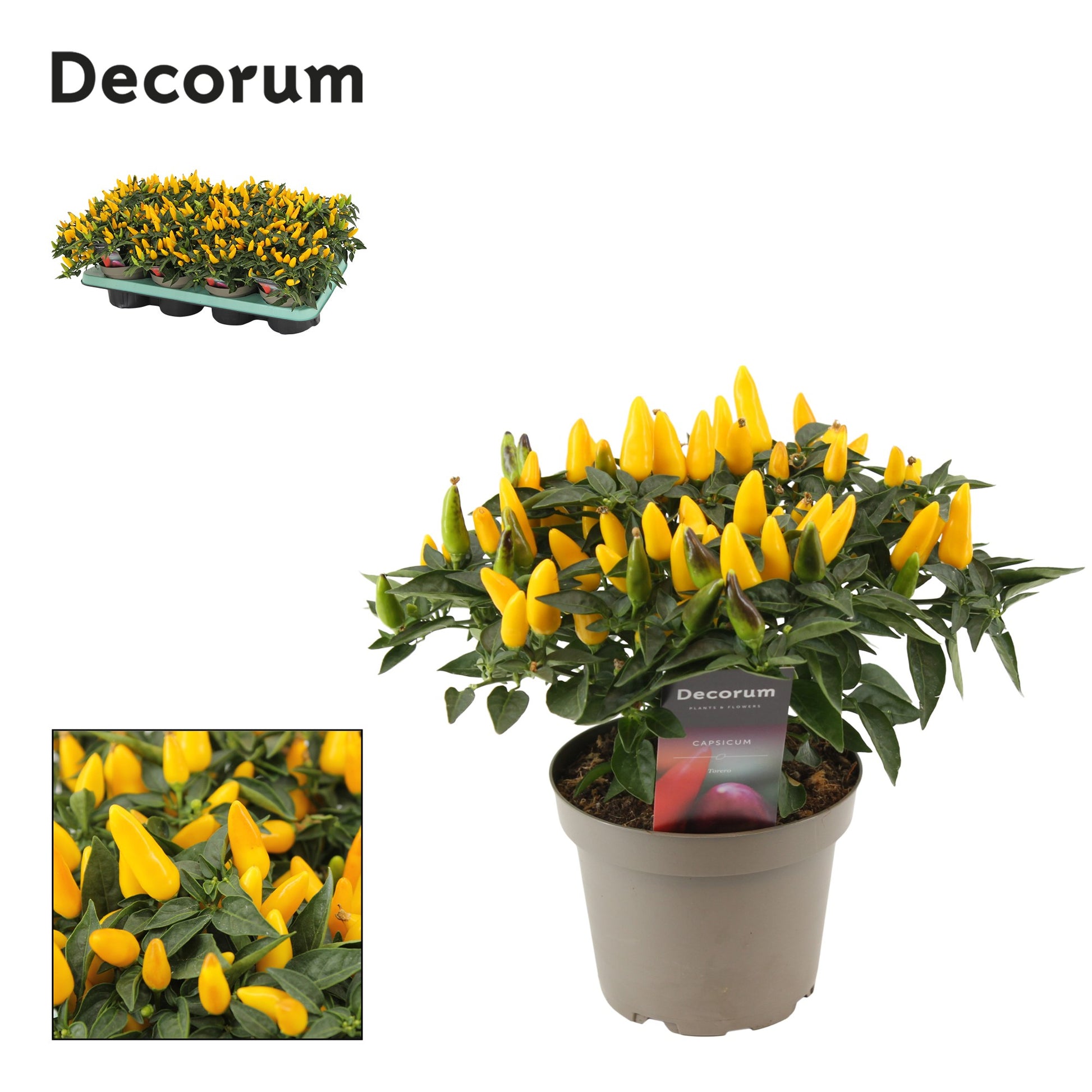 Berg, Firma P. van den Capsicum ann. Torero Yellow Pack of 8
