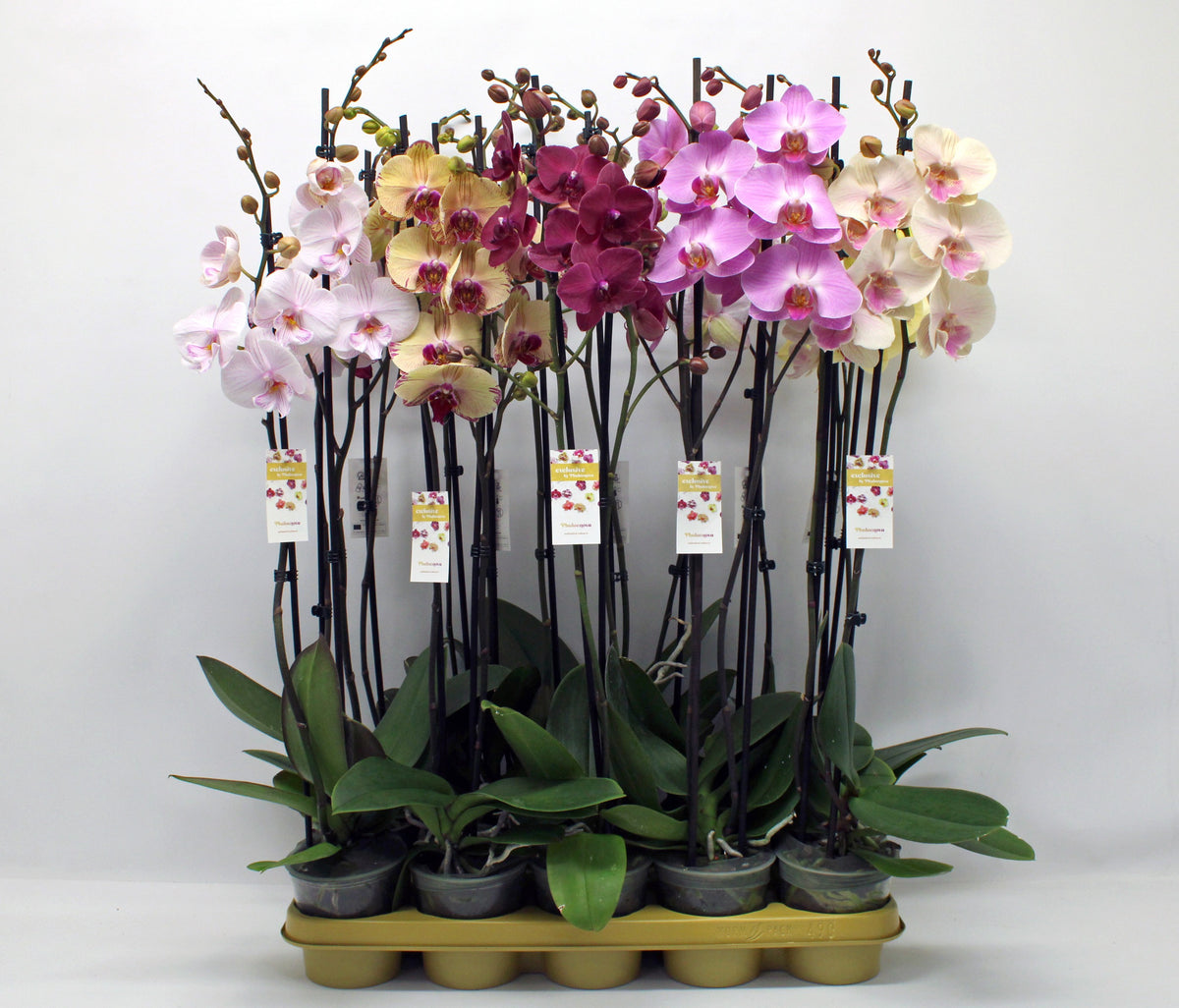 Phalaenopsis mix 10 colors 75cm 12cm Pot