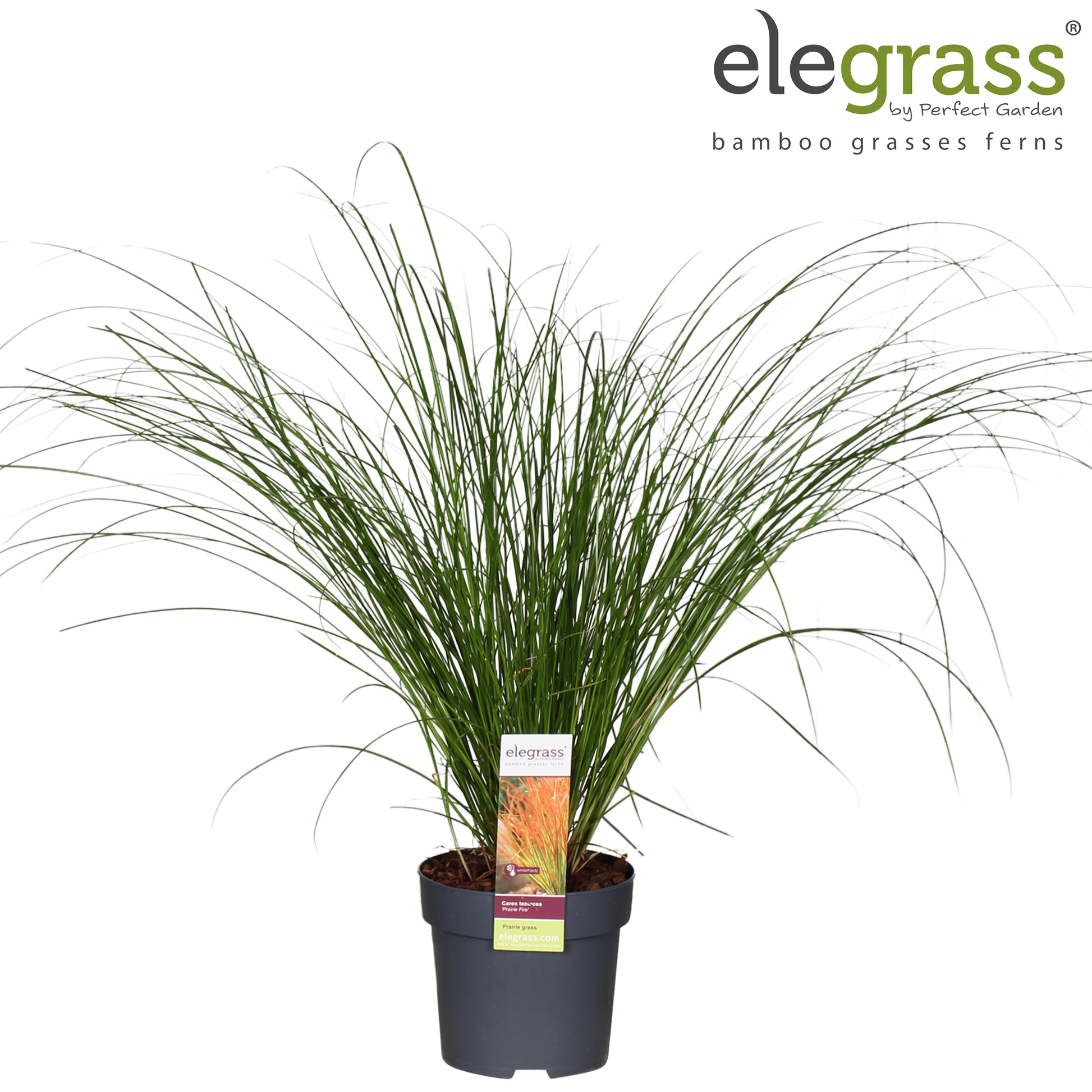 Carex tes. Prairie Fire Color Grass 40cm 14cm Pot
