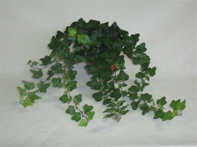 Hedera helix Wonder 13cm Pot