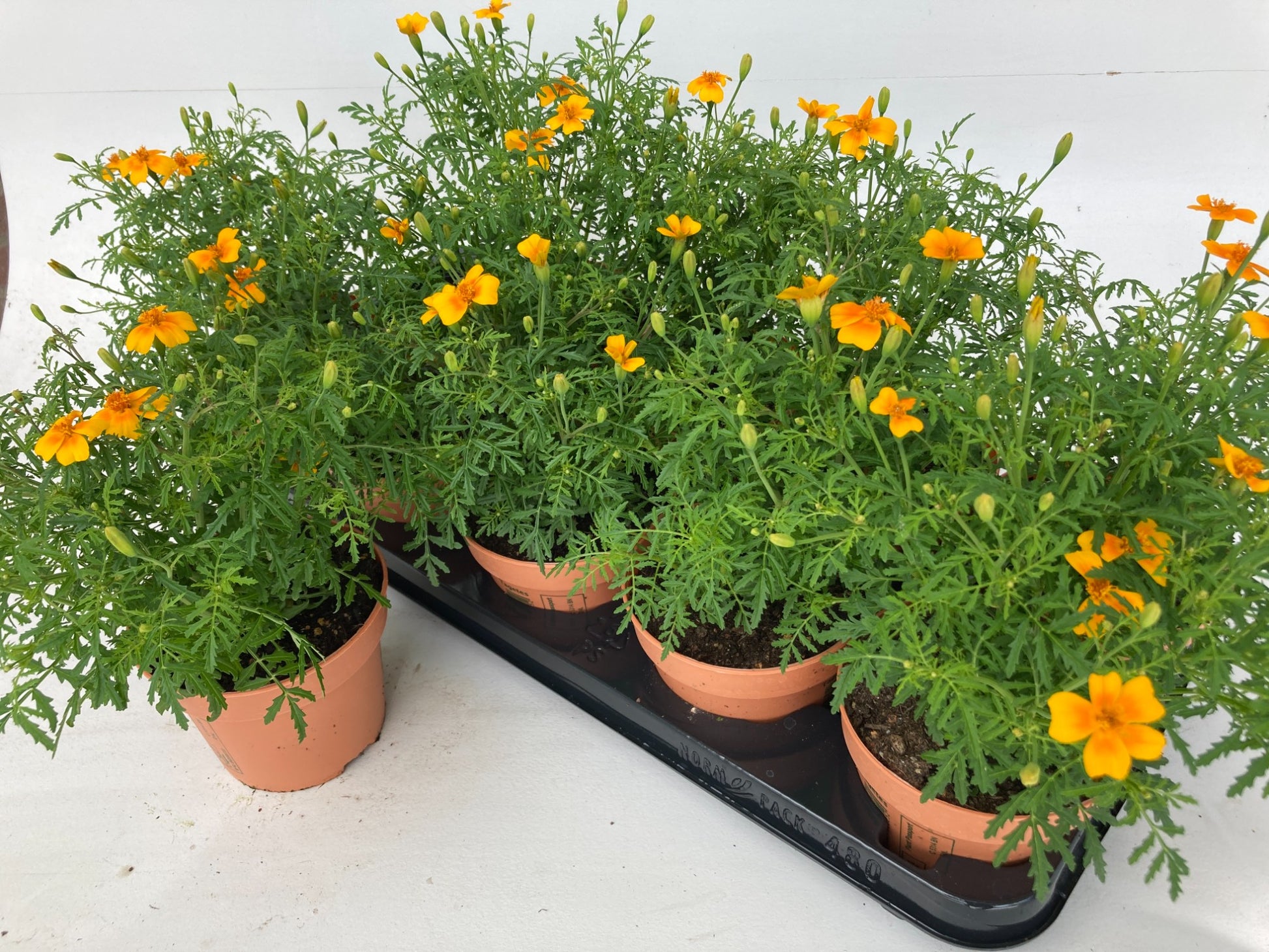 Tagetes 22cm 12cm Pot