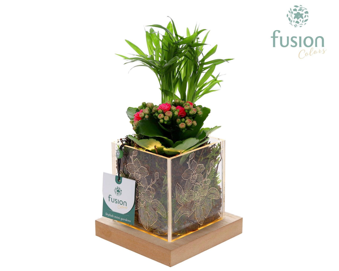 Acryl bakje met Arrangement kalanchoe en chameadorea 2pp 25cm 12cm Pot