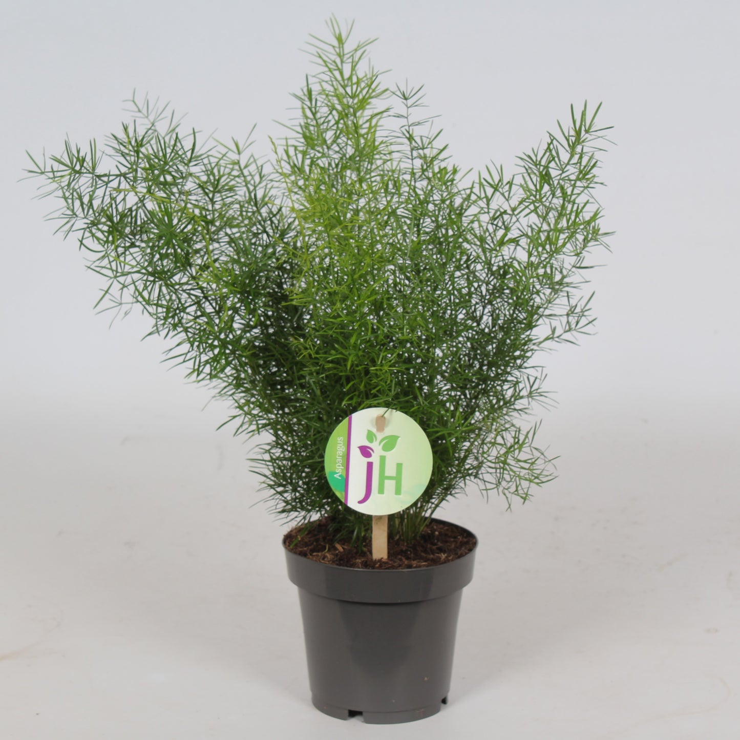 Asparagus Sprengeri 30cm 12cm Pot