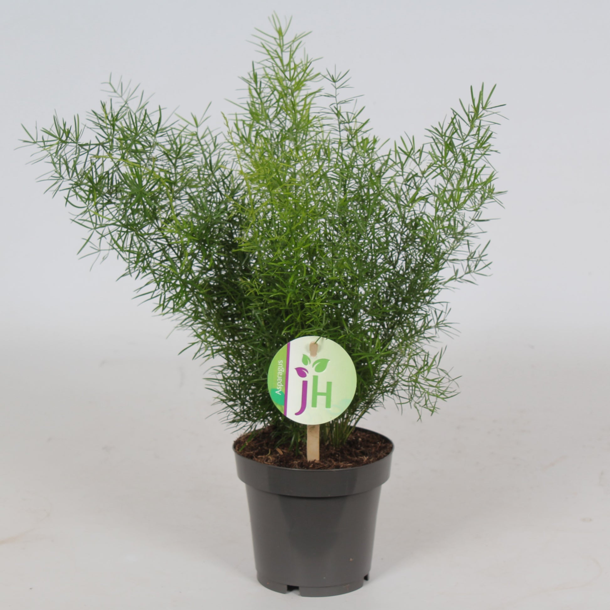Asparagus Sprengeri 30cm 12cm Pot