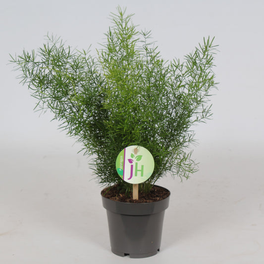 Asparagus Sprengeri 30cm 12cm Pot