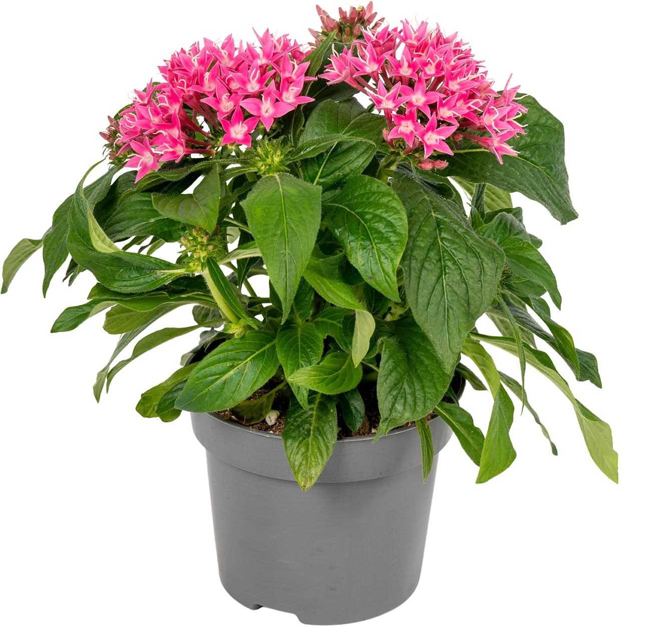 Pentas Graffiti Pink 25cm 13cm Pot