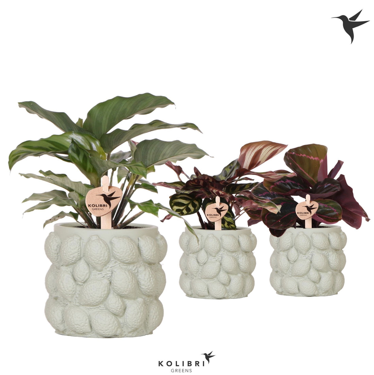 Calathea mix 24cm 9cm Pot