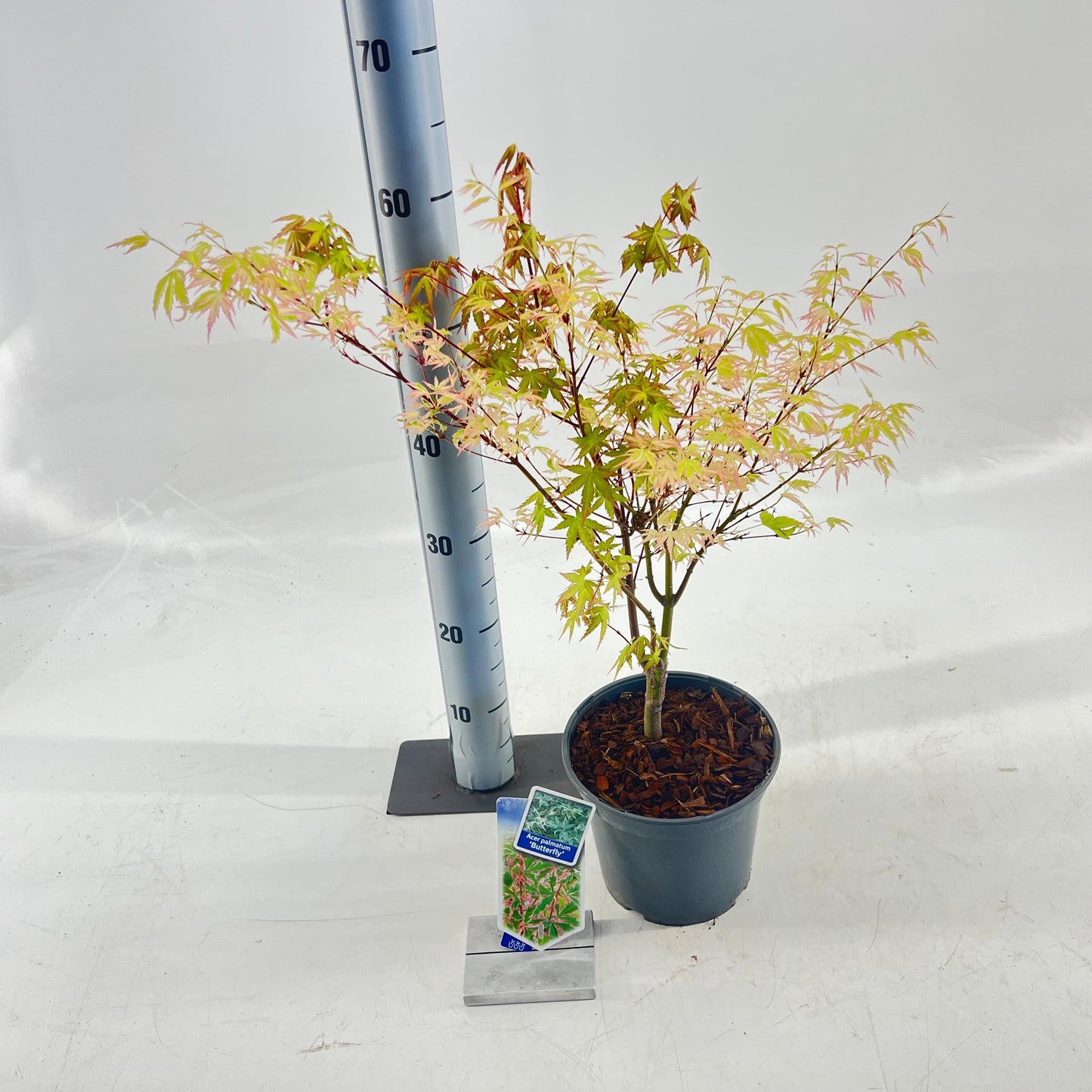 Acer Butterfly 70cm 19cm Pot