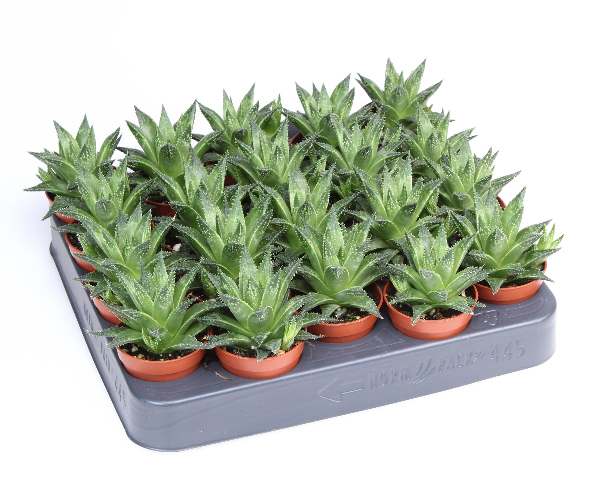 Haworthia fasciata 9cm 505cm Pot