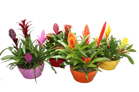 LKP plants arr. Bromelia Pack of 2