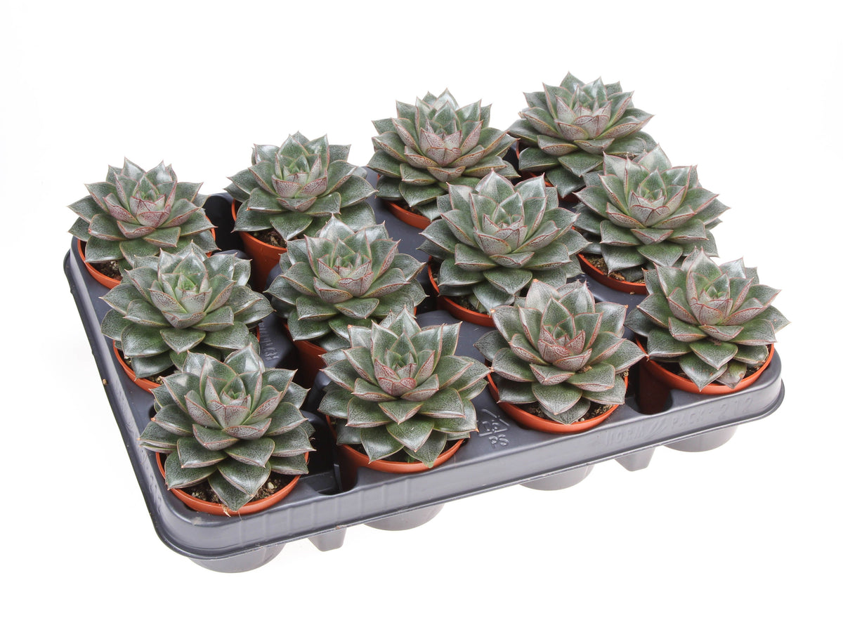 Echeveria Purpusorum 10cm 8.5cm Pot
