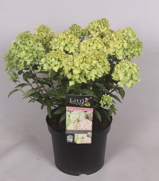 Hydrangea paniculata 40cm 23cm Pot