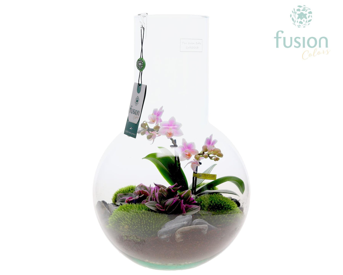 Green Bottle Suzanne Large met Phalaenopsis arrangement 43cm 26cm Pot