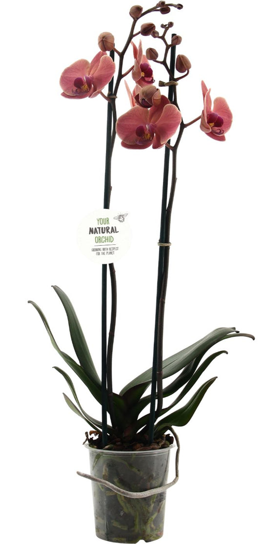 Phalaenopsis Narbonne 65cm 12cm Pot