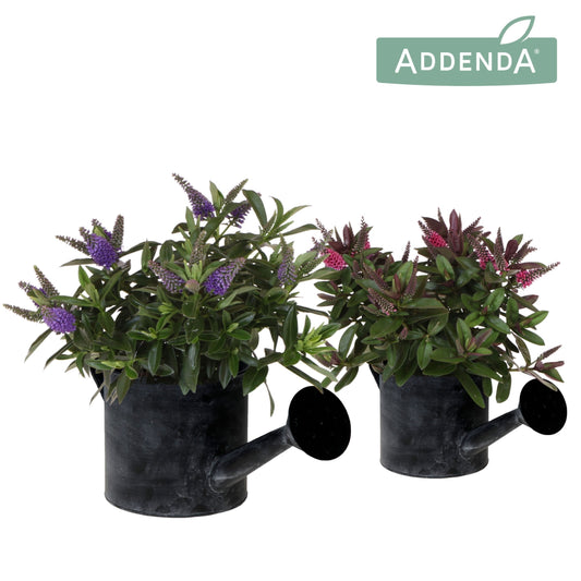Hebe Hebedonna Alexa 30cm 12cm Pot