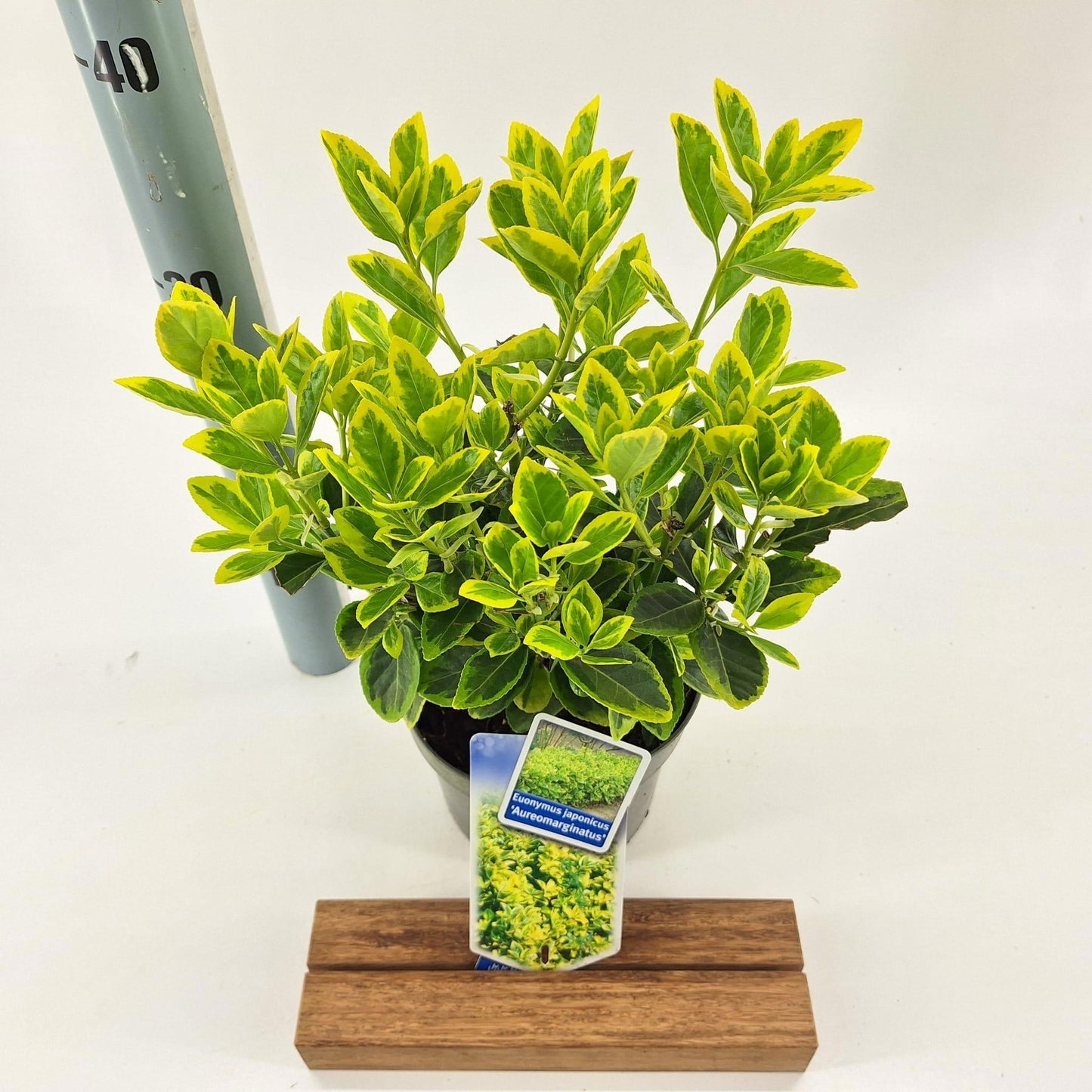 Euonymus Aureomarginatus 25cm 17cm Pot