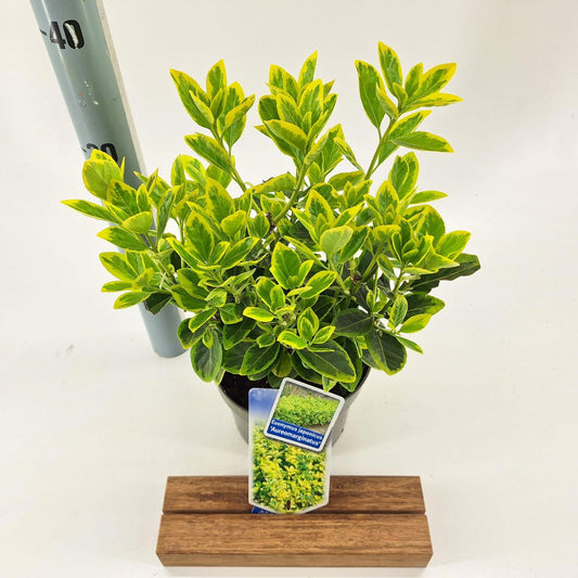 Euonymus Aureomarginatus 30cm 17cm Pot