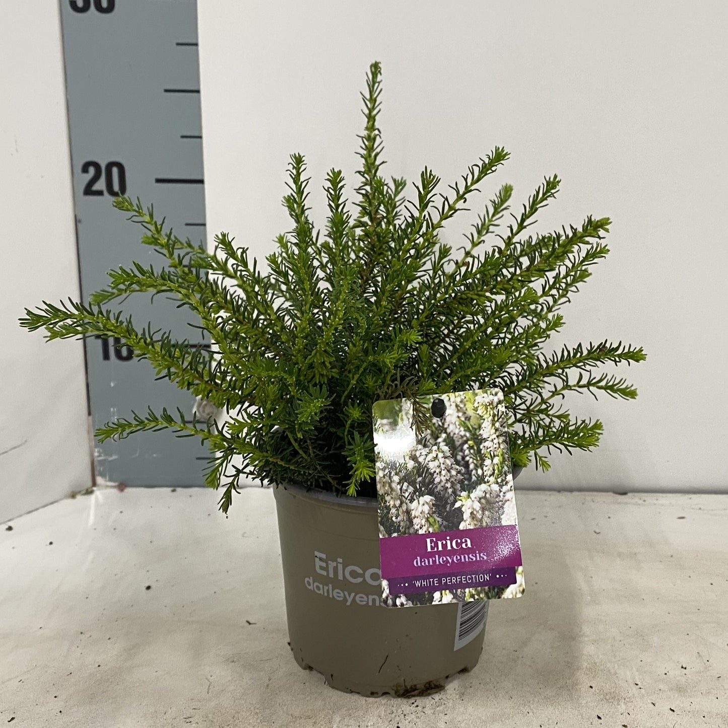 Erica White Perfection 15cm 12cm Pot